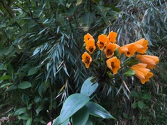 Bomarea aurantiaca