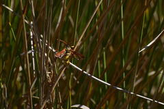 Paranthrene robiniae