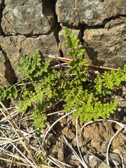 Oeosporangium