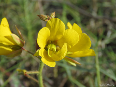 Chamaecrista hispidula