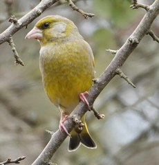 Chloris