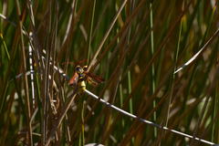 Paranthrene robiniae
