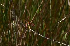Paranthrene robiniae