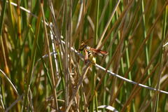 Paranthrene robiniae
