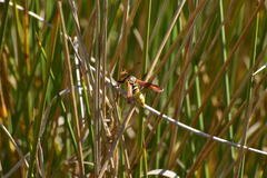 Paranthrene robiniae