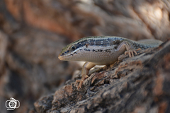 Heremites auratus transcaucasicus