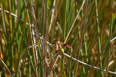 Paranthrene robiniae
