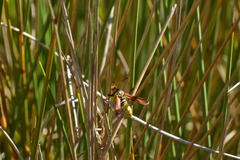 Paranthrene robiniae