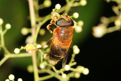 Palpada ruficeps