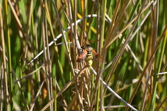 Paranthrene robiniae