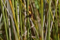 Paranthrene robiniae