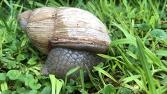 Megalobulimus lorentzianus