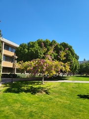 Bauhinia × blakeana