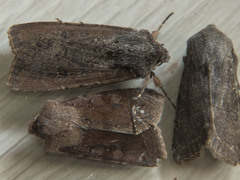 Orthosia cerasi