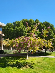 Bauhinia × blakeana