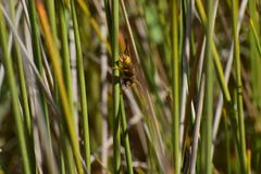 Paranthrene robiniae