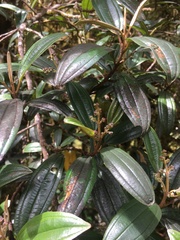 Miconia alpina
