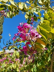 Bauhinia × blakeana