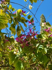 Bauhinia × blakeana