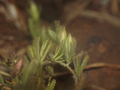 Andrographis echioides