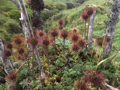 Acaena ovalifolia