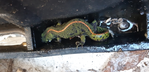 Marbled Newt, 33650 Saucats, France, photo 9 of 10