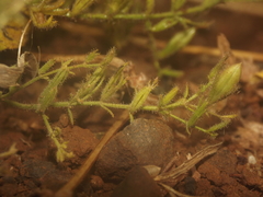Andrographis echioides