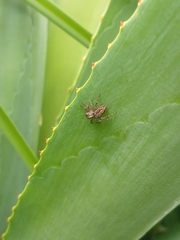 Asaphobelis physonychus