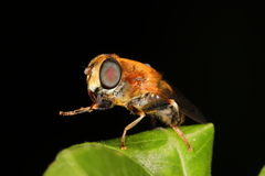 Palpada ruficeps