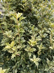 Osmanthus heterophyllus