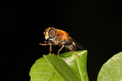Palpada ruficeps