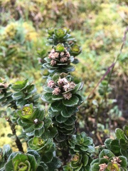 Baccharis buxifolia