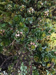 Baccharis buxifolia