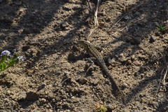Uta stansburiana elegans