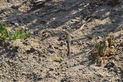 Uta stansburiana elegans