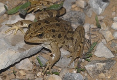 Pelophylax grafi