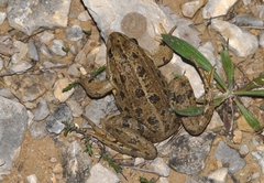Pelophylax grafi