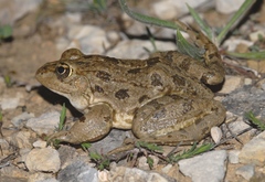 Pelophylax grafi