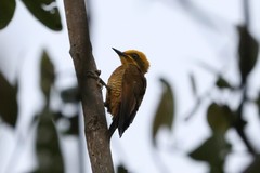 Piculus chrysochloros