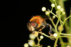 Palpada ruficeps