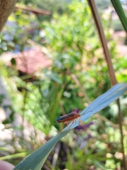 Anasa varicornis