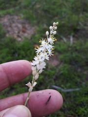 Bulbinella trinervis