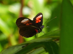 Heliconius melpomene