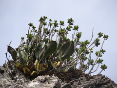 Bifrenaria