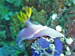 Hypselodoris apolegma