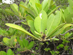 Avicennia schaueriana