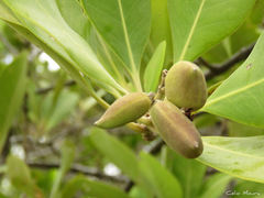 Avicennia schaueriana