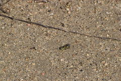 Bembix americana