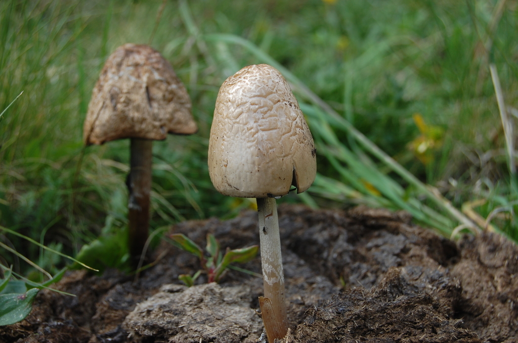 Panaeolus semiovatus · December 2021 · photo: © carlobrescia (iNaturalist, cc-by-sa)