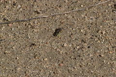 Bembix americana